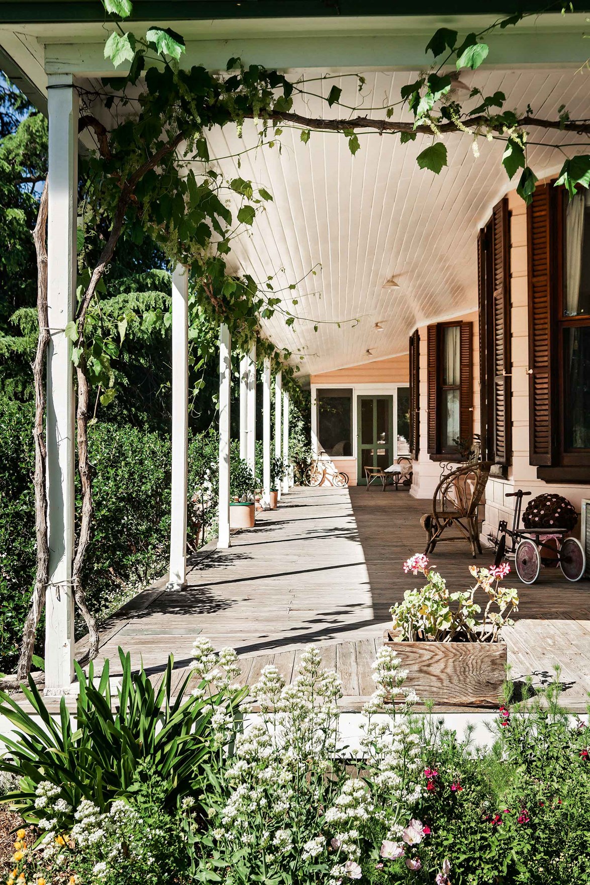 An ornamental grape vine wraps around the verandah of a [heritage farmhouse in northern NSW](https://www.homestolove.com.au/cottage-garden-20688|target="_blank"). The front bed is planted with escallonia, while on the side is a mix of agapanthus, salvia and valerian. 