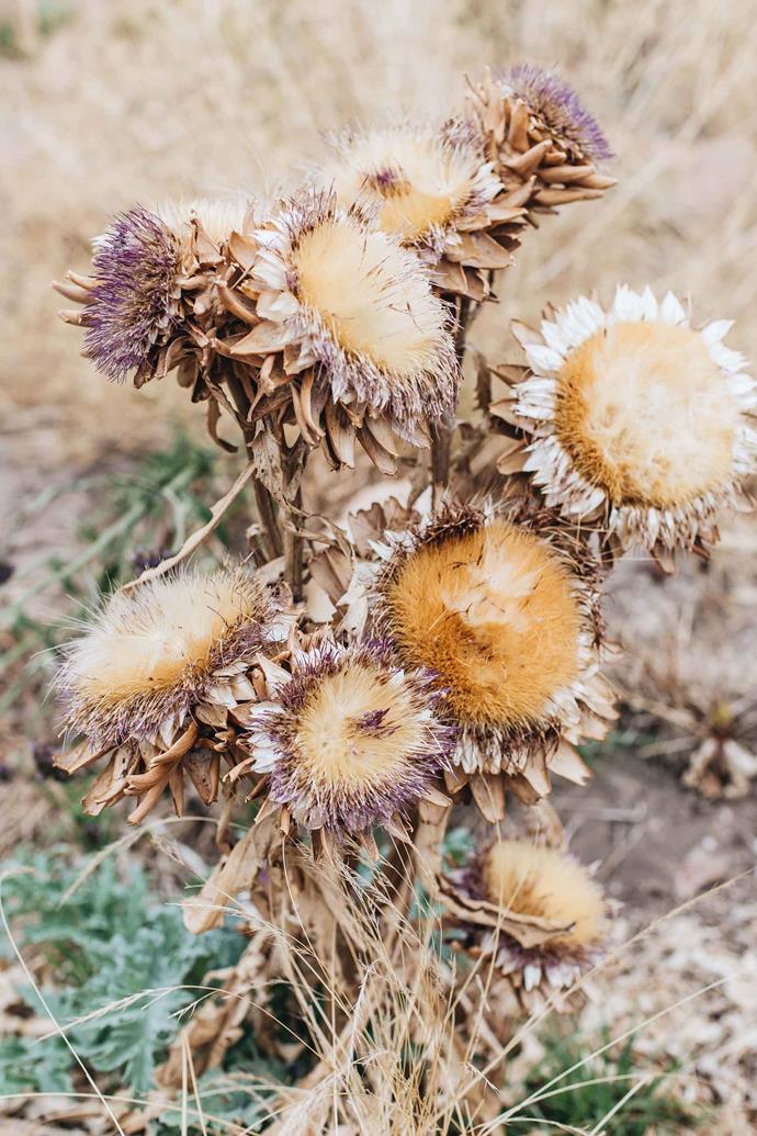 Dried flower heads are left in place to add texture and reseed.