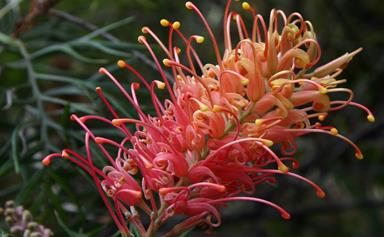 Grevilleas: how to grow and care for this Australian native