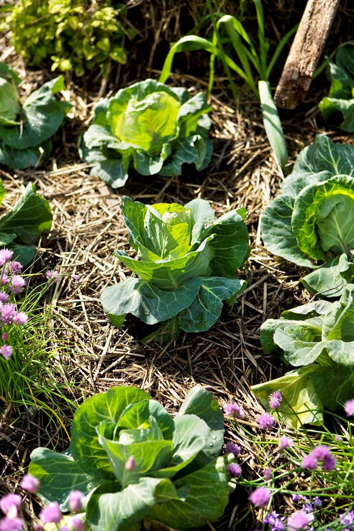 Freshly planted vegetable and flower seedlings will need protection from the harsh summer sun.