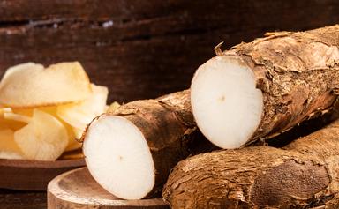 Arrowroot: how to grow and care for this tropical root vegetable