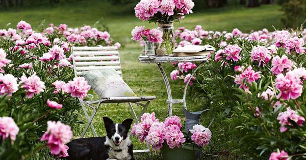 Step Inside Spring Hill Peony Farm In Victoria Country Style