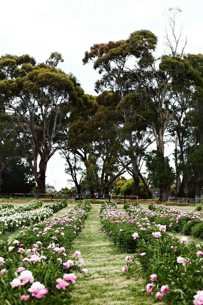 There are 10,000 peonies planted so far.