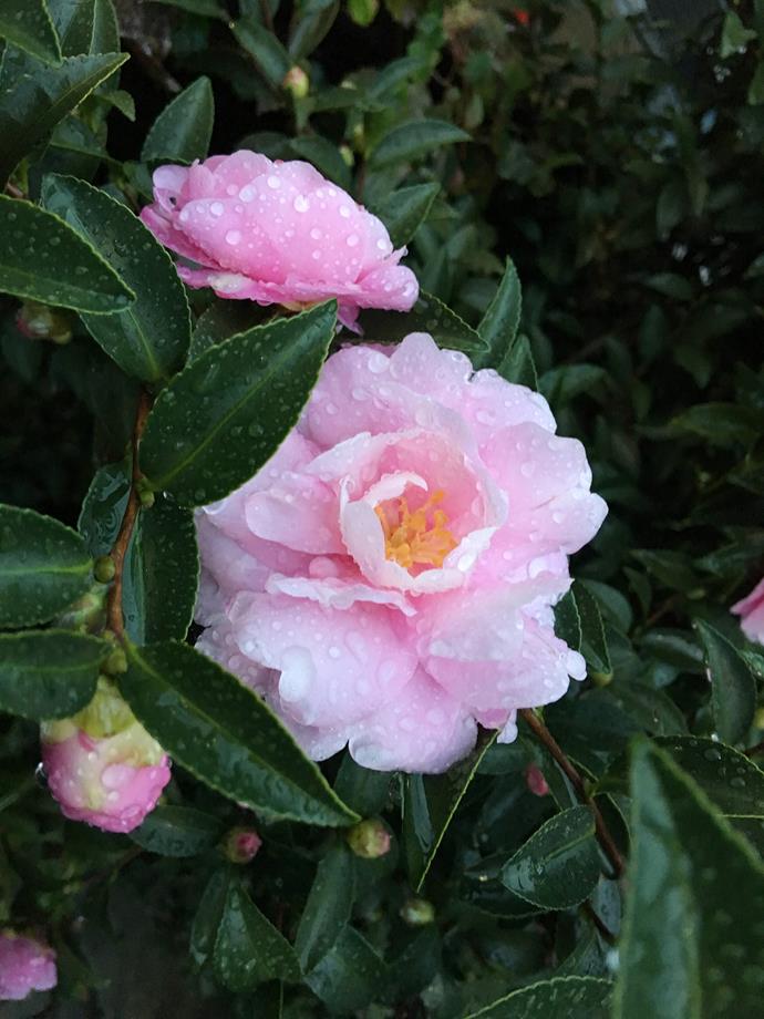 Sasanqua camellia *(Camellia sasanqua). Photo: Getty Images*