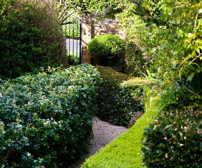 Best plants for hedges