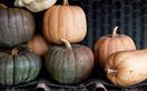 5 of the most common Australian pumpkin varieties