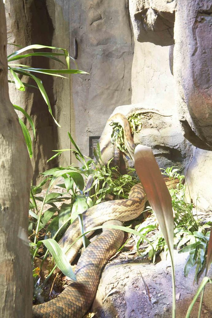 Snakes love to sunbathe on rocks.