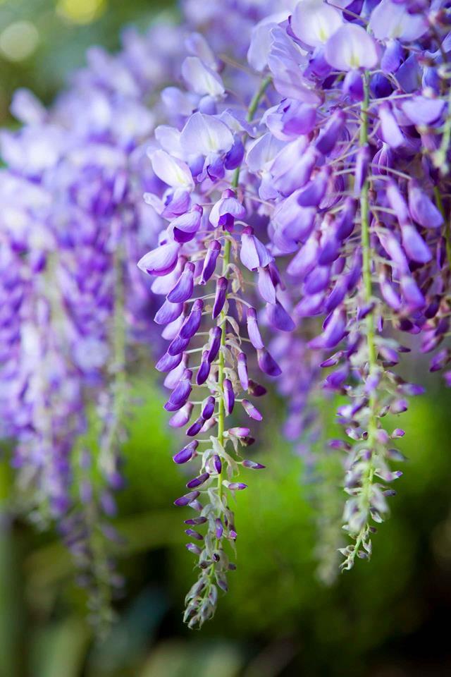 **Wisteria.** [Wisteria](https://www.homestolove.com.au/plant-guide-wisteria-9531|target="_blank") is an enchanting climbing plant that, when in bloom, looks like something straight out of a storybook. Their tassel-like flowers - usually seen in shades of rich purple - drape dramatically over pergolas and verandah posts while their branches twist and tangle until they're enmeshed with the structure they're climbing. It's good to give them a hard prune once they've finished flowering in summer. They're also available in white, pink, double and mauve.