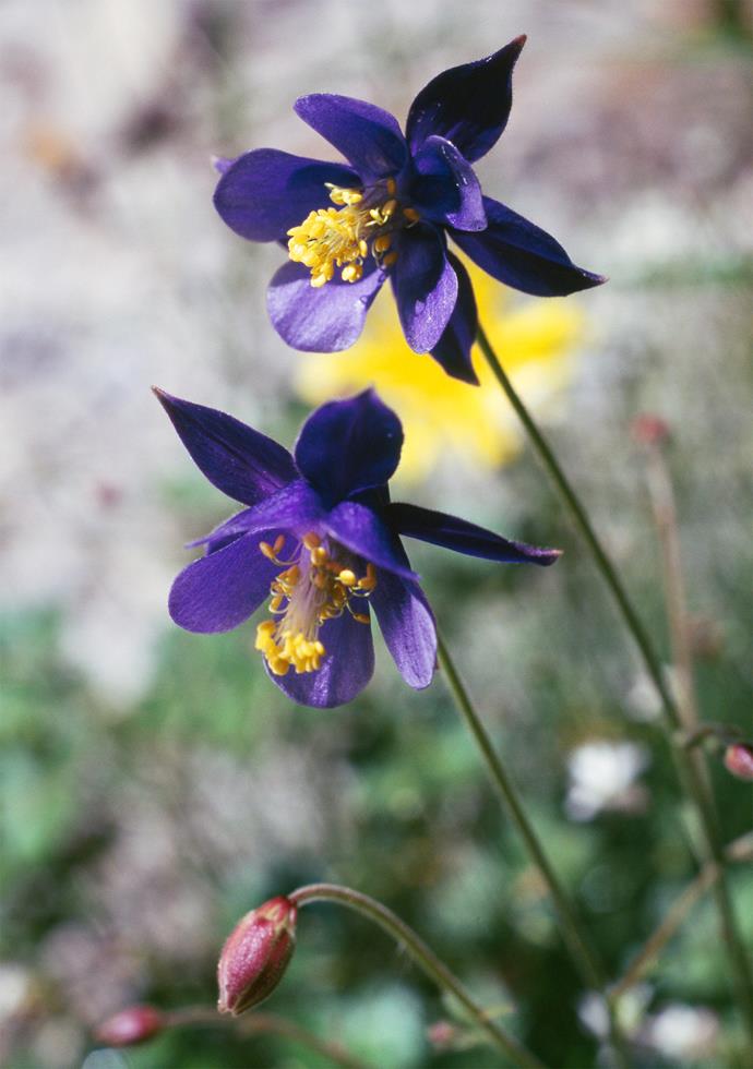 **Granny's bonnet** (Aquilegia McKana Hybrid). This long-spurred, bi-coloured flower is best grown in semi-shade. They are slightly pendulous and can grow between 2-2.5m tall. They are great flowers for picking and one of the prettiest and most striking perennial border plants there is.