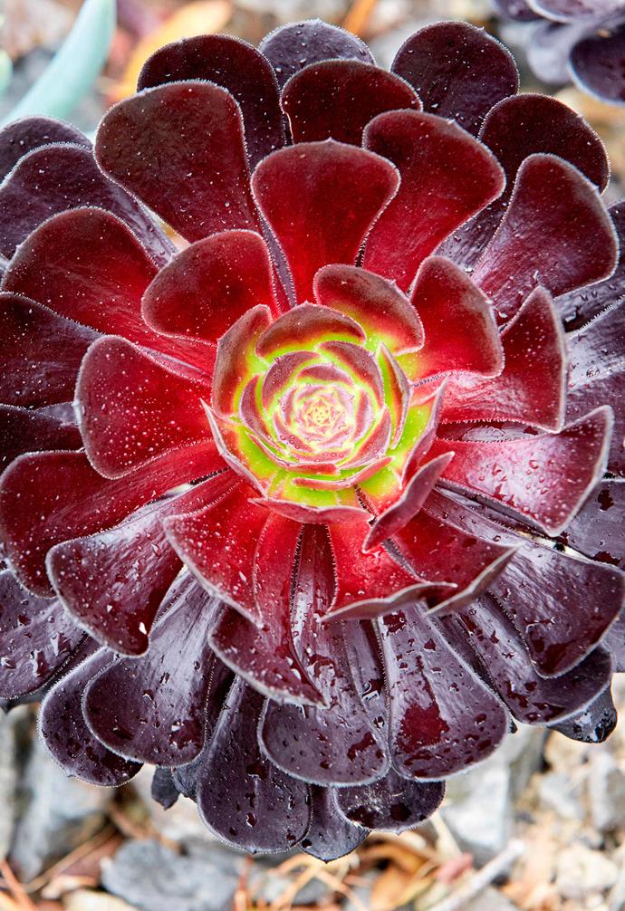 **Black rose** *Aeonium arboreum* 'Schwarzkopf'. <br><br>A flower-imitating [succulent](https://www.homestolove.com.au/how-to-grow-succulents-video-8886|target="_blank"). [Drought-tolerant](https://www.homestolove.com.au/drought-tolerant-garden-and-plants-18841|target="_blank"), easy to propagate and flowers with yellow, pyramid-shaped flowerheads from late winter through to spring. It works as a single specimen in a pot, where it will thrive; just ensure free-draining soil and don't over water or it will rot. If you mass-plant in a gang, it starts to resemble a rose bush.
