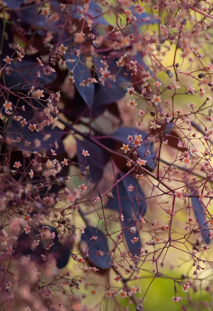**Smoke bush** *Cotinus coggygria* 'Royal Purple' or 'Grace'. <br><br>The pinkish flower spray contrasts beautifully against the deep purple of this small tree's foliage. Perfect for [modern backyards](https://www.homestolove.com.au/landscaping-ideas-for-small-backyards-3067|target="_blank"), in autumn it puts on an extra show when the deciduous leaves turn from scarlet to pink and orange. Drought-tolerant and frost hardy.