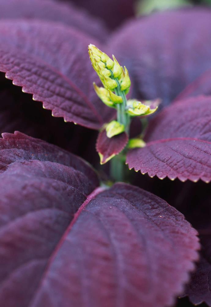 **Coleus** *Solenostemon scutellariodes* 'Black Prince'. <br><br>A colourful foliage plant that doesn't demand much. The green stems contrast with its red to purple, scallop-edged leaves. As the blooms are fairly insignificant, pinch them out as they form to keep the plant at its bushy best.