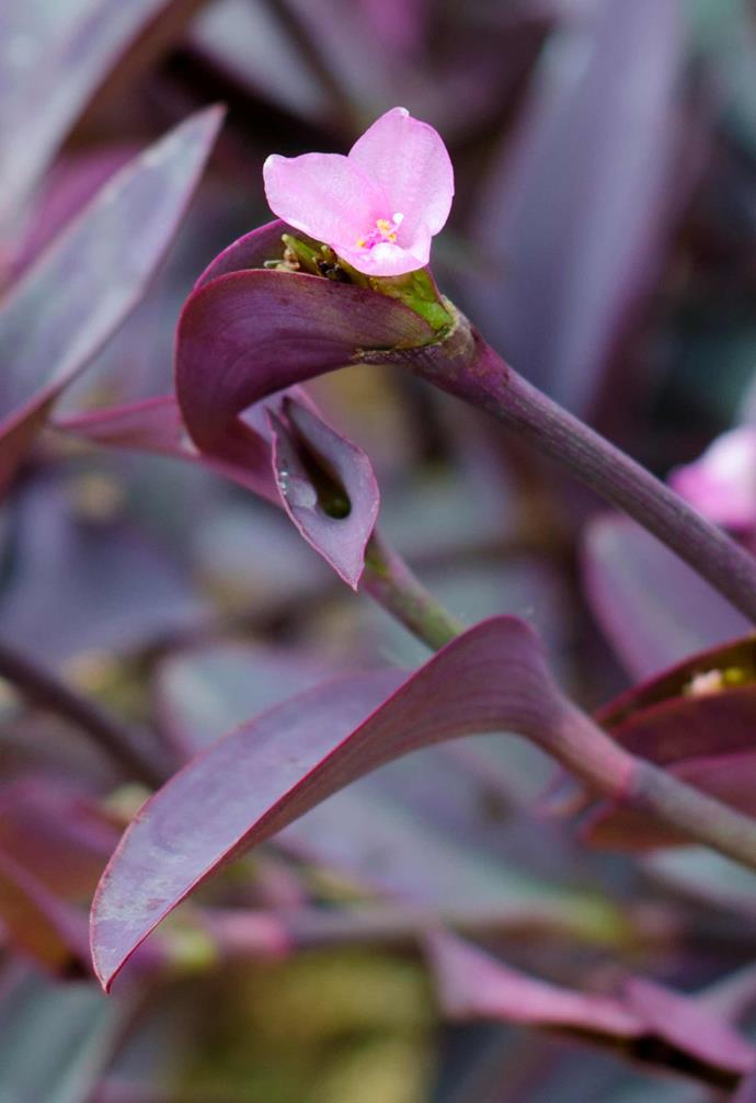 **Purple heart** *Tradescantia pallida* 'Purpurea'. <br><br>There's a blueberry-like grey 'bloom' that covers this plant's purple foliage, making it extra mesmerising. Forms a trailing [groundcover](https://www.homestolove.com.au/a-guide-to-groundcovers-3632|target="_blank") that will grow in shade and sunny areas in beds, pots or shallow soil around rocks. Has [a weed warning so you'll need to control it](https://www.homestolove.com.au/top-tips-for-weeding-your-garden-2969|target="_blank").