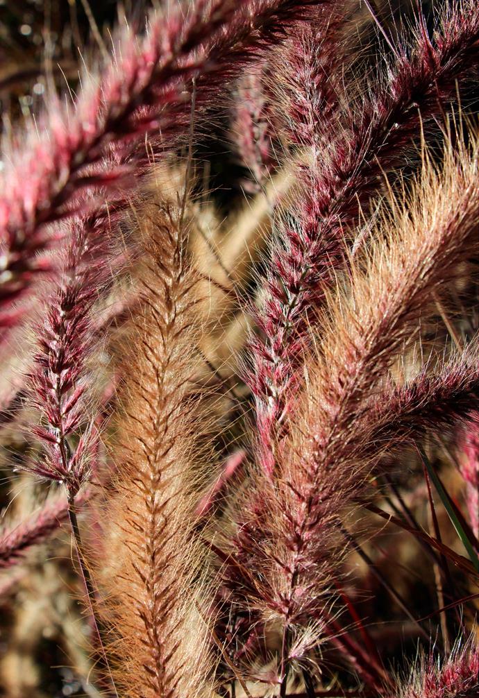 **Dwarf purple fountain grass** *Pennisetum macrostachyum* 'Rubrum Compacta'. <br><br>Has purple leaves and plumes of feather-like flowers that appear in summer and autumn. Great to watch wind blowing through when planted in groups. To rejuvenate for spring, mow or cut close to the ground at the end of winter.