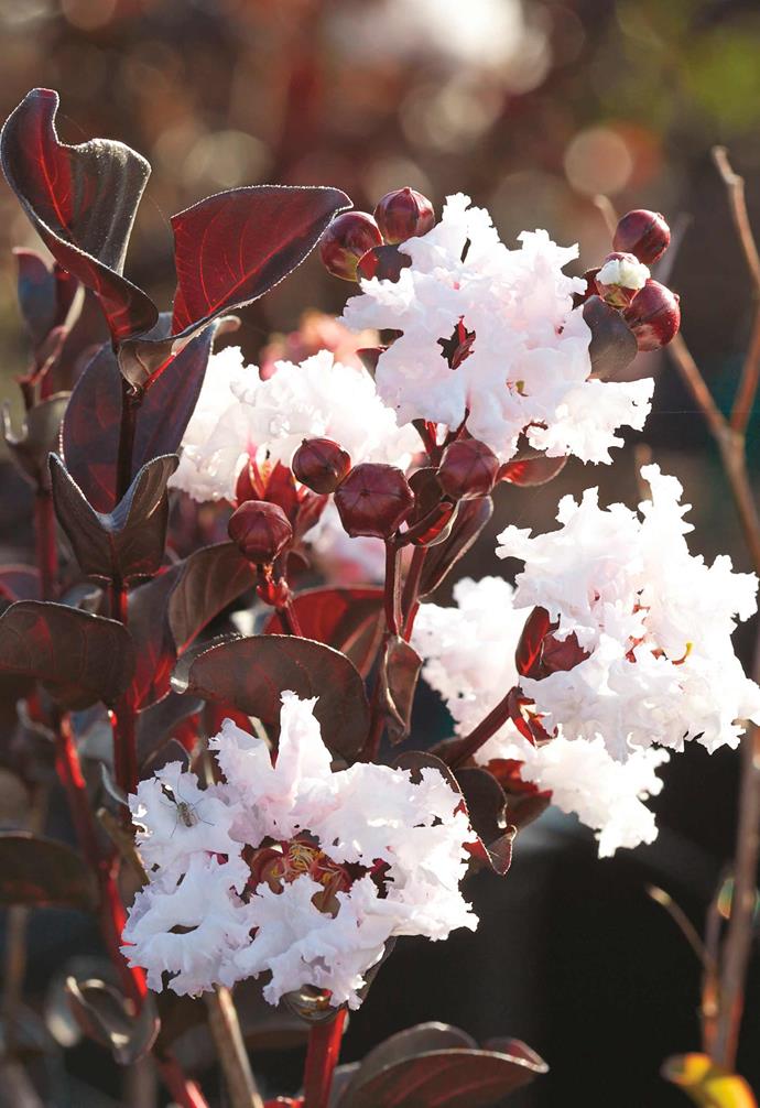 **Crepe myrtle** *Lagerstroemia* 'Diamonds in the Dark'. <br><br>Grown in full sun, this deciduous crepe myrtle retains the purple tones of the juvenile foliage into maturity. It produces lots of white and pink (imagine the beautiful clash!) to red flowers from early spring until autumn. Use it as an accent plant in the garden (in pots) or [feature as a hedge](https://www.homestolove.com.au/best-plants-creating-a-hedge-4163|target="_blank"). Highly prized for its ornamental qualities.
