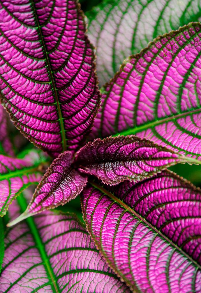 **Persian shield** *Strobilanthes dyerianus*. <br><br>Native to Myanmar, this exotic beauty prefers its sunlight dappled. The immature bright purple foliage fades to pink with age. Tip prune to encourage a bushier plant, stimulating growth points to enjoy more of the dazzling young leaves.