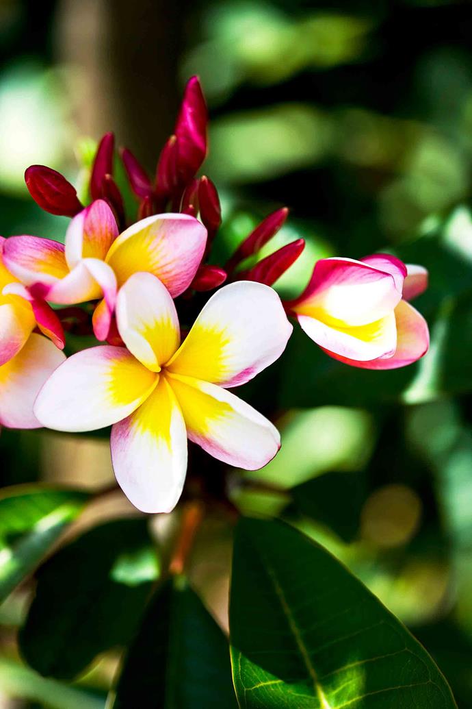Frangipanis are popular not only for their pretty flowers, but for their heavenly fragrance.