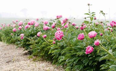 Step inside a dreamy field of peonies at a farm in Armidale