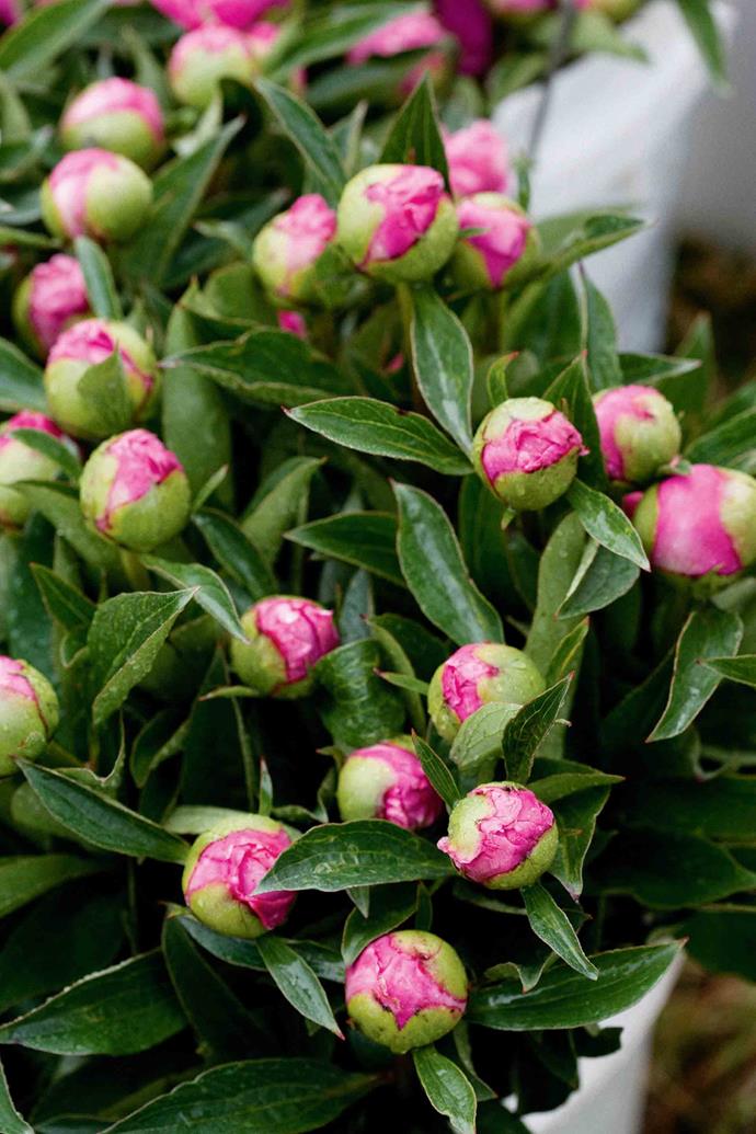 Herbaceous peonies like these 'Felix Supreme' flower perennially.
