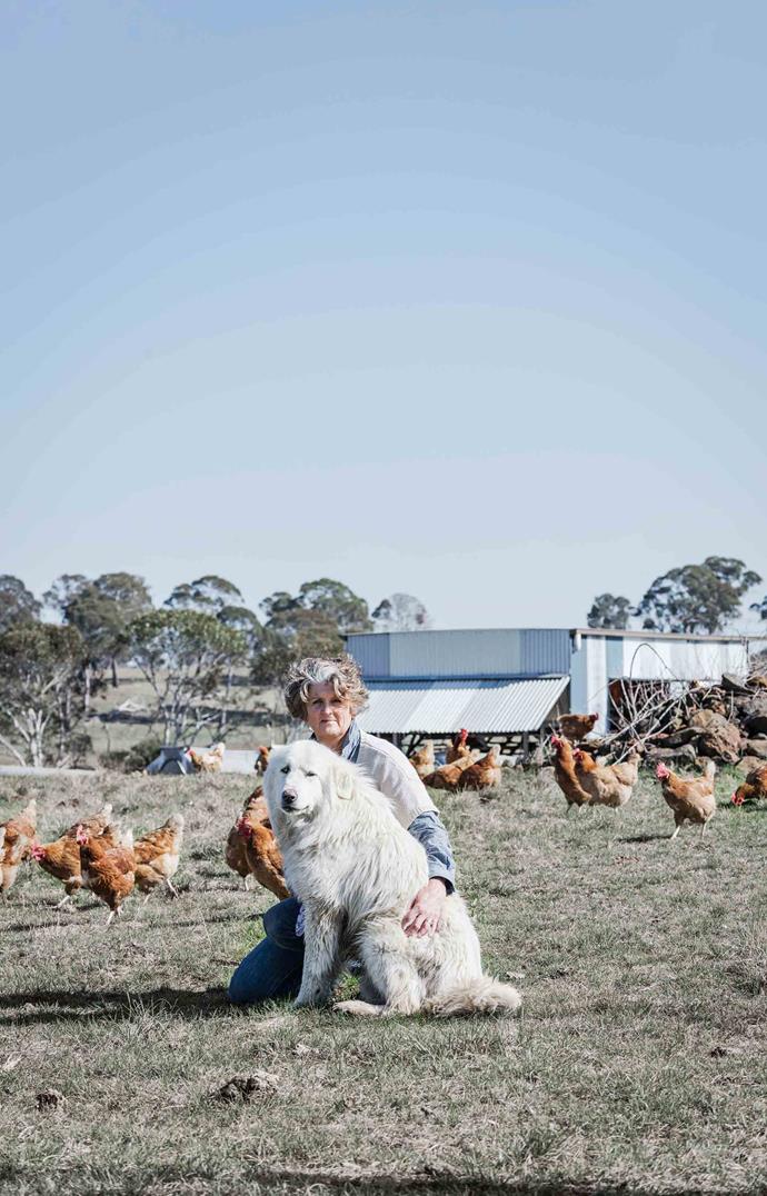 Chicken farmer Fiona Smith of Kenilworth with a maremma sheepdog named Alberto.