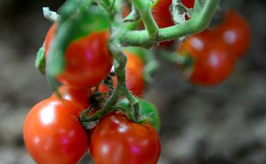 How to grow and care for tomatoes in summer