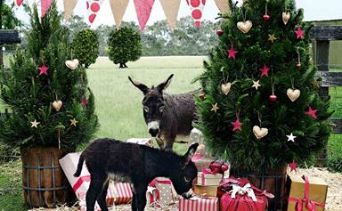 Celebrating Christmas on a miniature donkey farm
