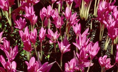 The best summer flowering bulbs and how to plant them