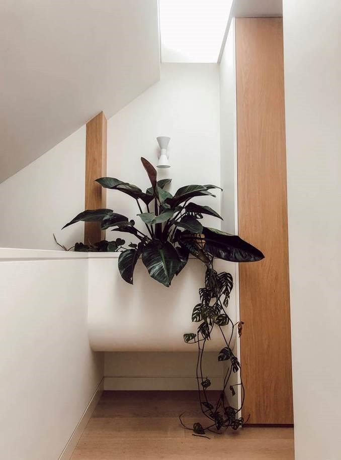 Josh and Jenna often buy indoor plants from Gumtree. The devils ivy in this image was $35.