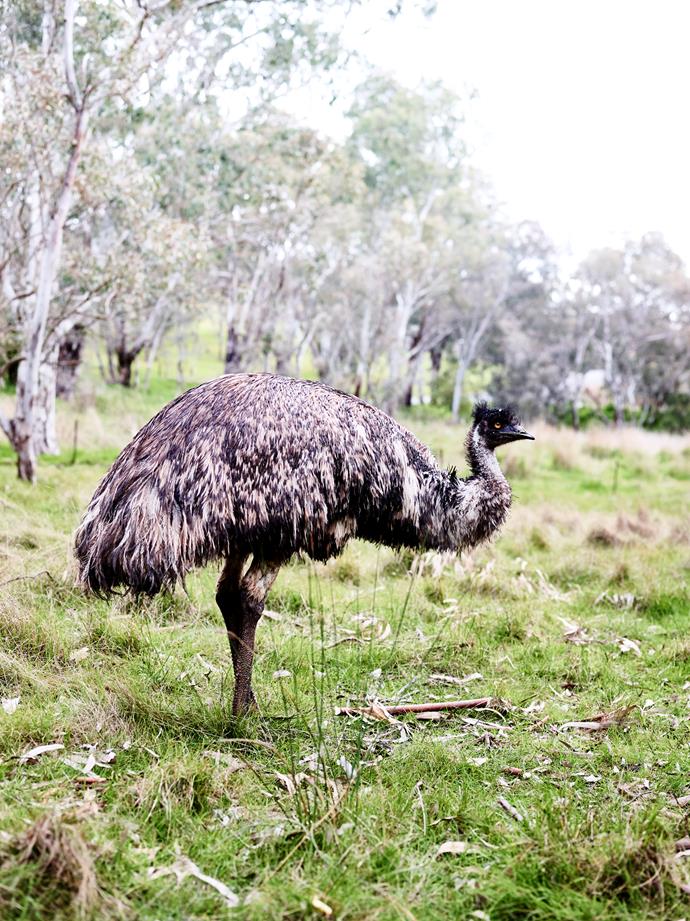 Ernie the emu.