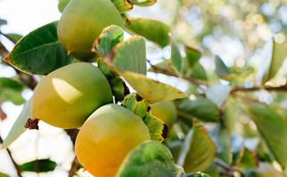 How to grow mangoes