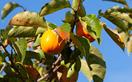 How to plant and care for a Persimmon tree