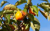How to plant and care for a Persimmon tree