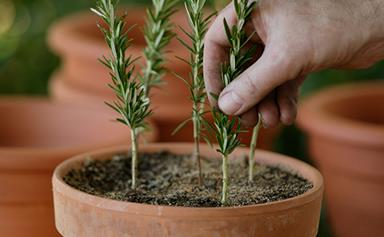 How to propagate new plants