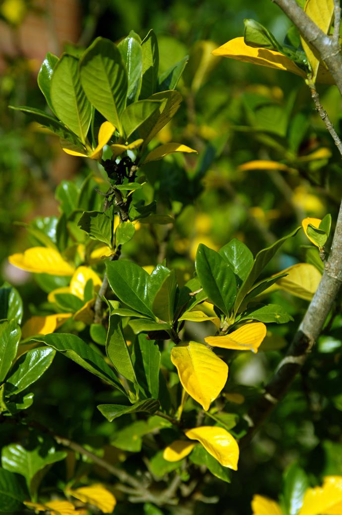 Yellow leaves are often a sign of a lack of iron and/or magnesium.