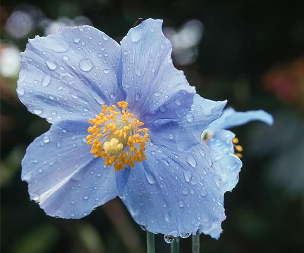 7 most beautiful blue flowers | Australian House and Garden