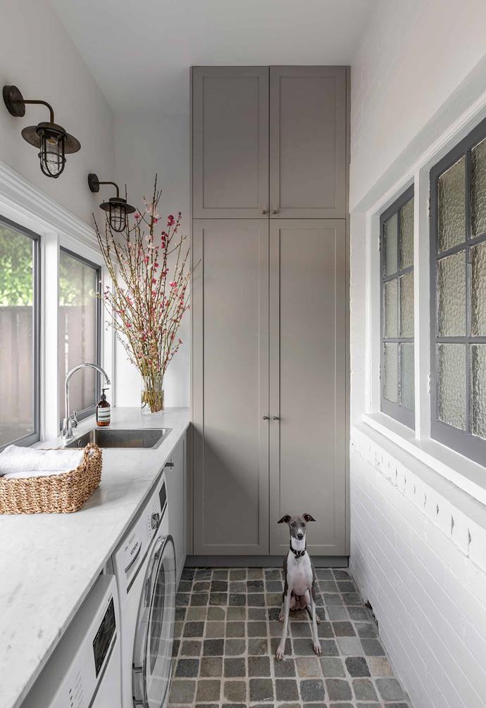 Italian greyhound Miller makes a perfect pairing with the grey-toned, neutral palette of his [freestanding Federation home](https://www.homestolove.com.au/jillian-dinkel-home-21167|target="_blank") in Sydney, where he lives with his interior designer human, Jillian Dinkel.