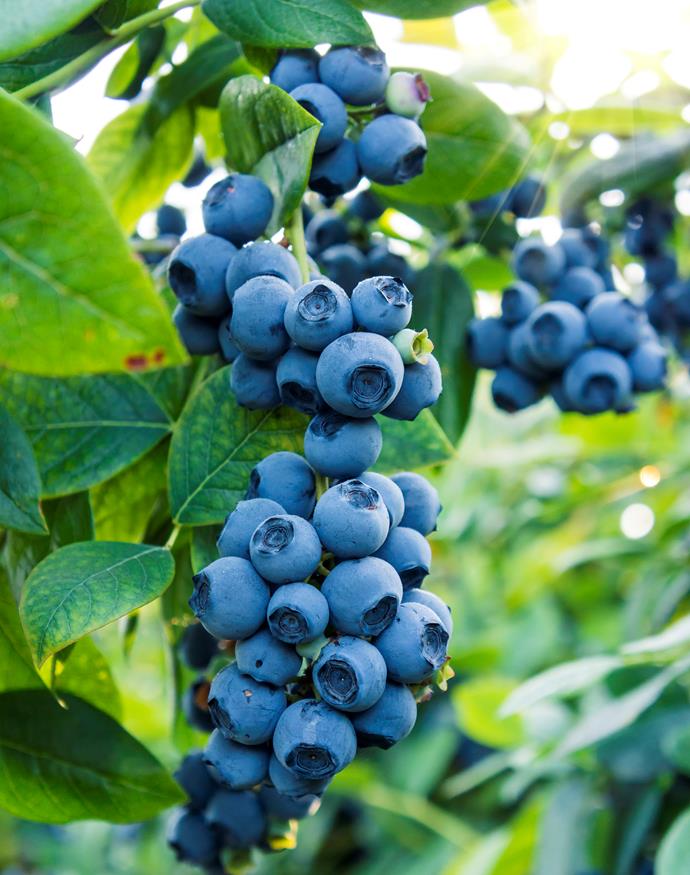 Plant blueberry seeds between late autumn and spring for the best results.
