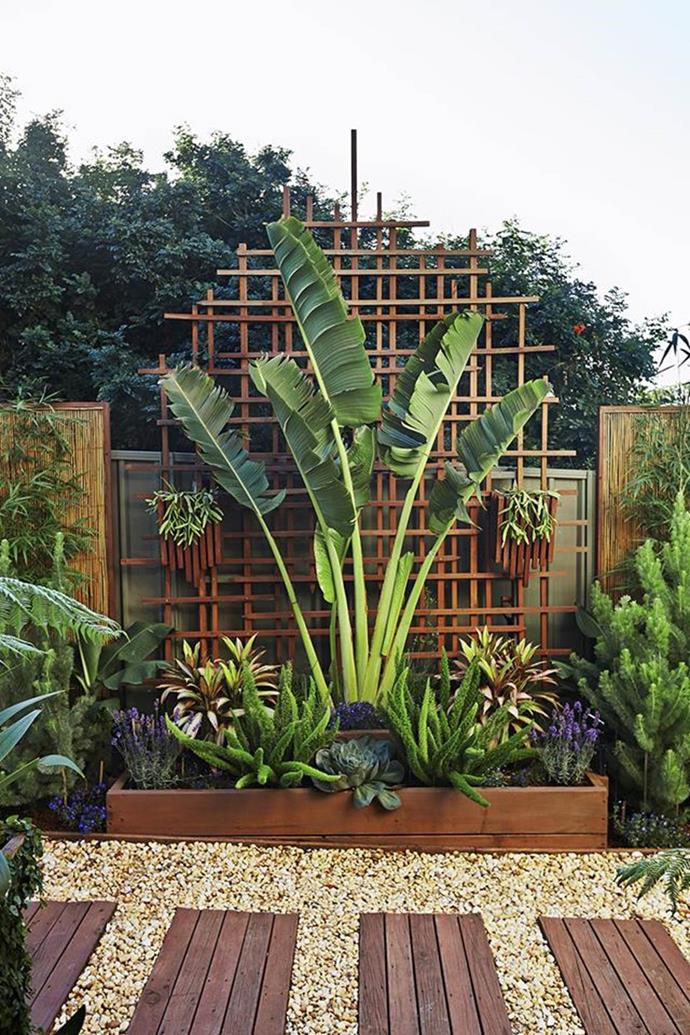 Even small spaces like inner-city courtyards or balconies can get a tropical makeover. Look out for potted varieties or dwarf species. *Photo: Scott Hawkins*