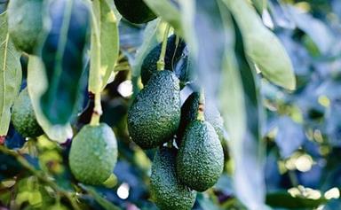 How to grow an avocado from seed