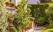 How to grow citrus trees in pots
