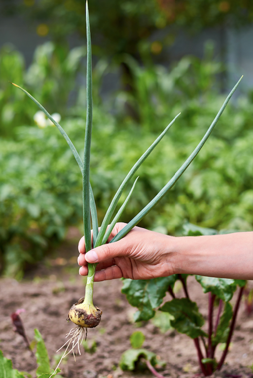 Run a string-line when planting so your bulbs grow in an orderly fashion and have enough room to spread their roots.