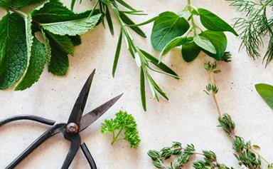 5 herbs to grow to boost your mood