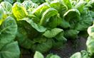 How to grow lettuce and salad greens