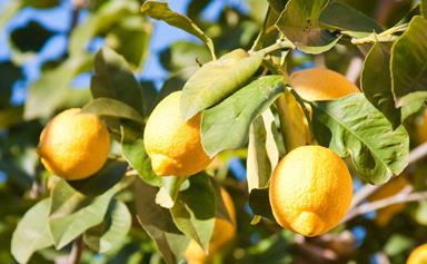 Citrus trees: how to plant, grow and care for