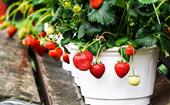 5 of the best fruit and vegetables to grow in pots and containers