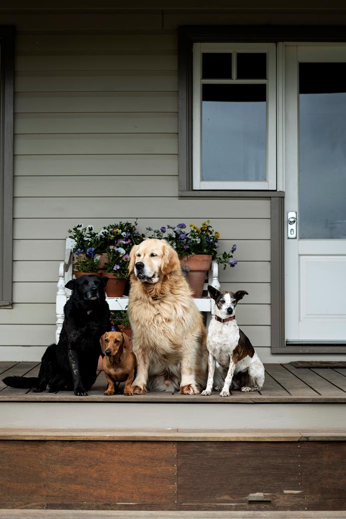 The family's dogs Otta, Arlo, Hugo and Lollipop.