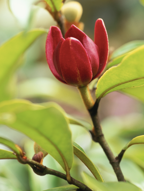**Shade lover:** Port wine magnolia (*Michelia figo*) 
A slow-growing yet very worthwhile large shrub. The dense, small leaves make an excellent screen, and the bubblegum perfume of its spring flowers is a bonus.