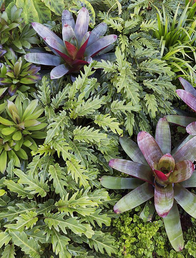 **Sun lover:** Imperial Bromeliad (*Alcantarea imperialis*) 
For wow factor, this [bromeliad plant](https://www.homestolove.com.au/bromeliad-11474|target="_blank") is unequalled, especially the Rubra and Silver Plum varieties. They can reach two metres across, so allow room.