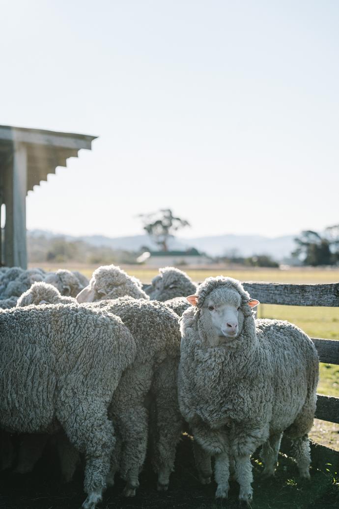 Wool for the brand is ethically sourced from non-mulesed sheep.
