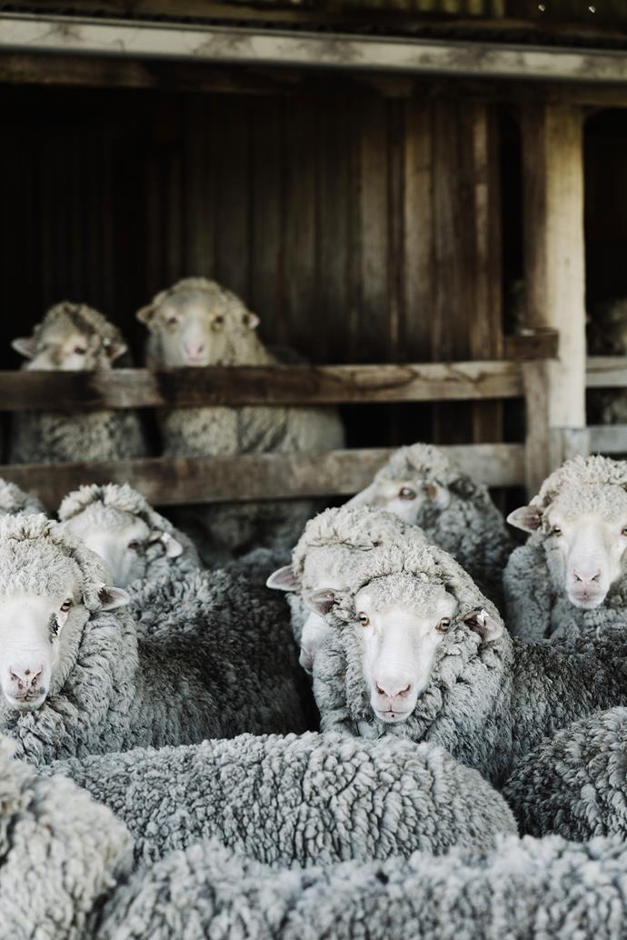 Tasmanian sheep produce some of the world's finest merino wool.